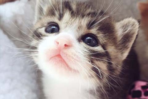 http://www.dxfggzs.cn/post/197.html|新闻中心